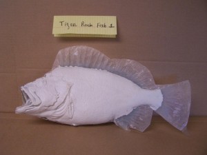 Tiger Rock Fish 1                        